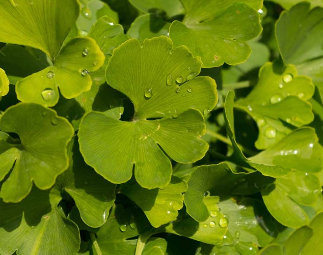 ginkgo biloba cultivars ginkgo biloba cultivars