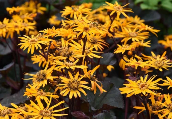 Lingularia review Lingularia review