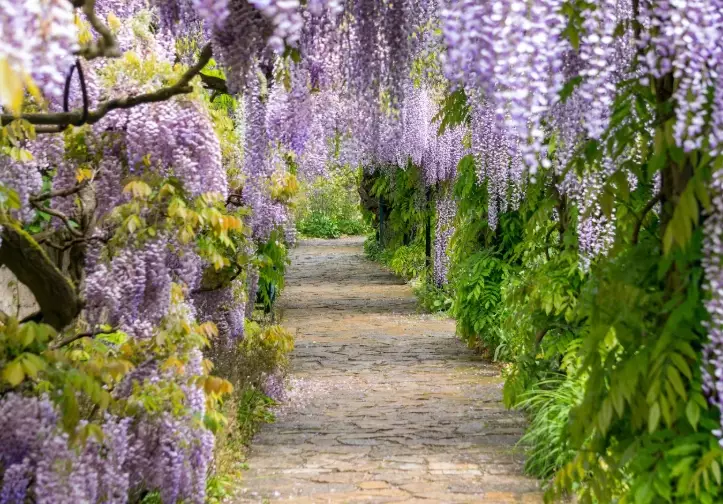 growing wisteria