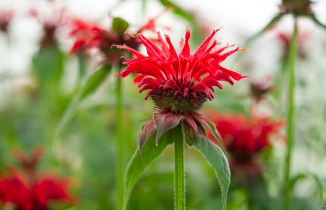 monarda plant height monarda plant height
