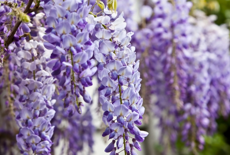 growing wisteria