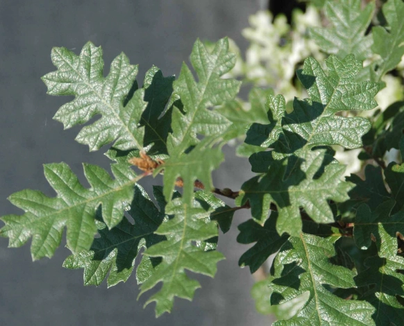 garryana oak tree garryana oak tree