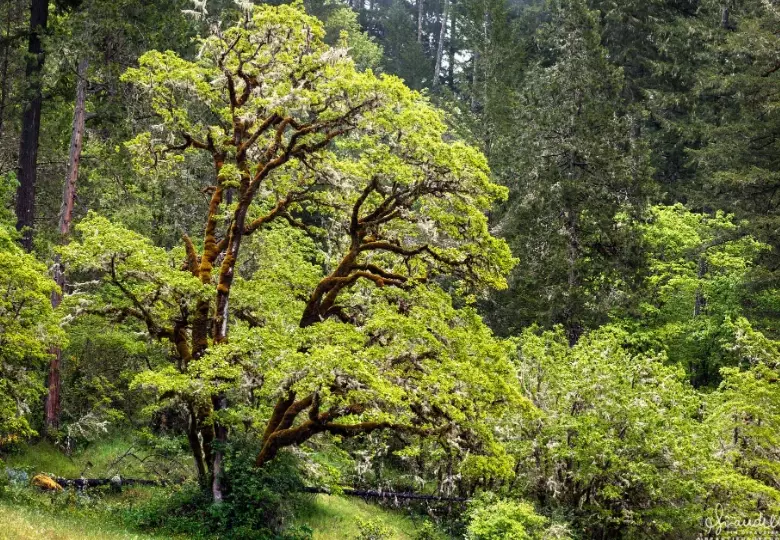 garryana oak tree garryana oak tree