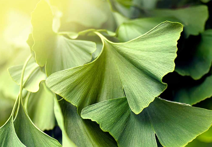 ginkgo biloba cultivars ginkgo biloba cultivars
