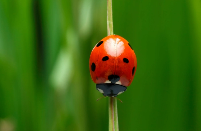 ladybug life cycle ladybug life cycle