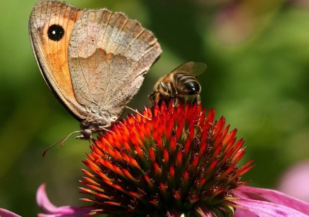 pollinator garden pollinator garden