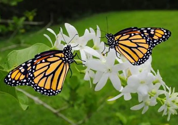 pollinator garden pollinator garden