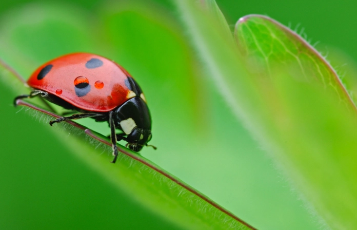 ladybug benefits ladybug benefits