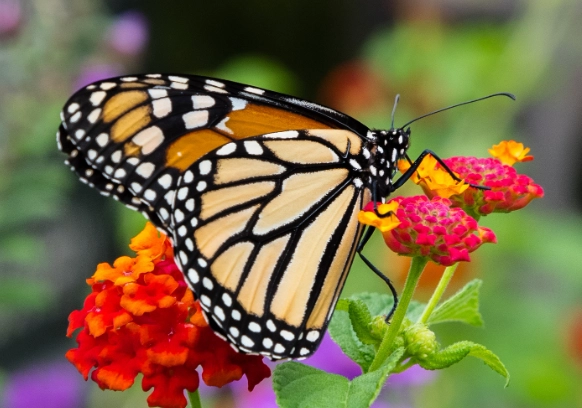 pollinator plants pollinator plants