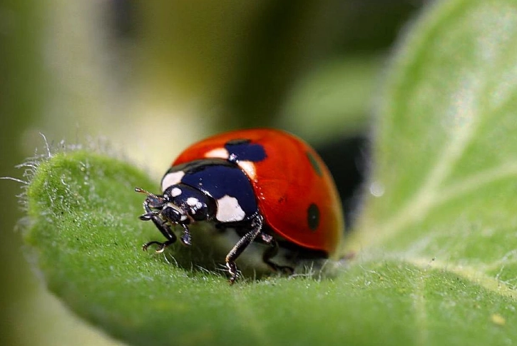 attract ladybugs attract ladybugs