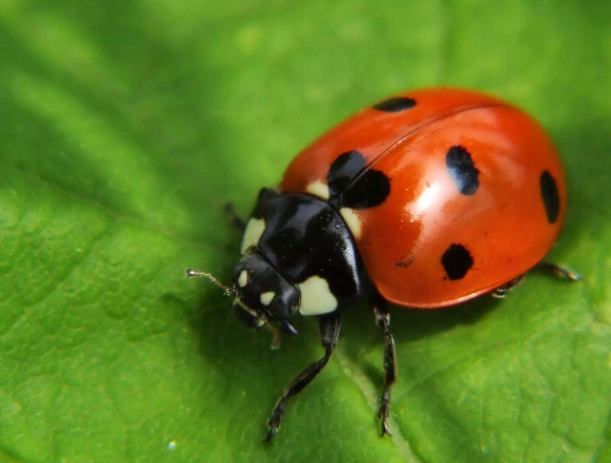 ladybug benefits ladybug benefits