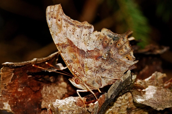 how to spot camouflaged insects