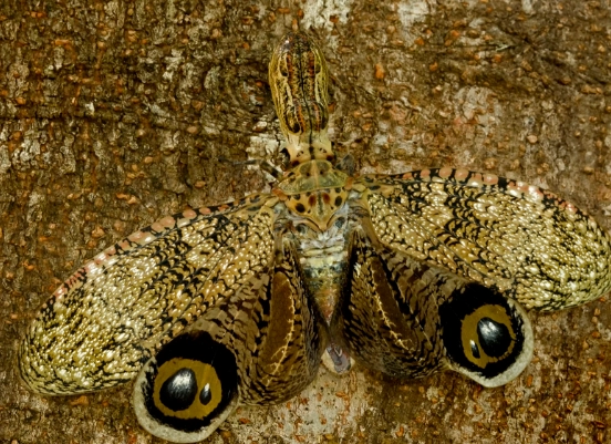 insect camouflage types