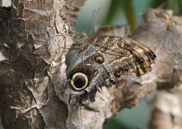 insect camouflage types