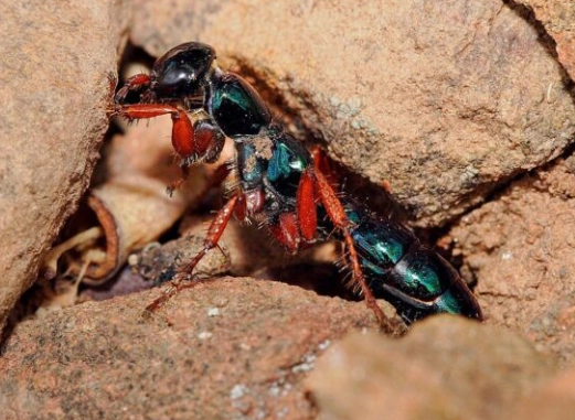 solitary insect identification