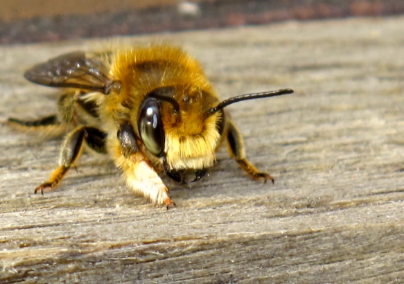 solitary insect conservation