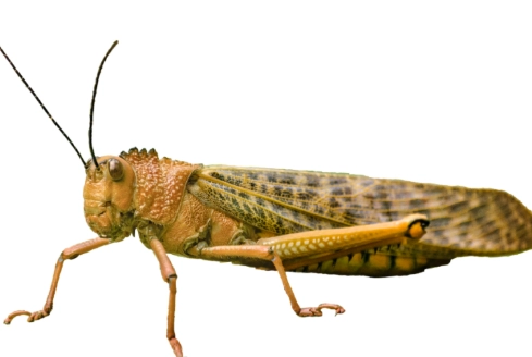 insect body parts insect body parts