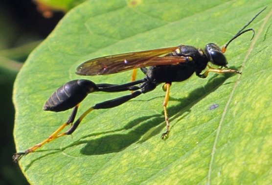 solitary insect conservation