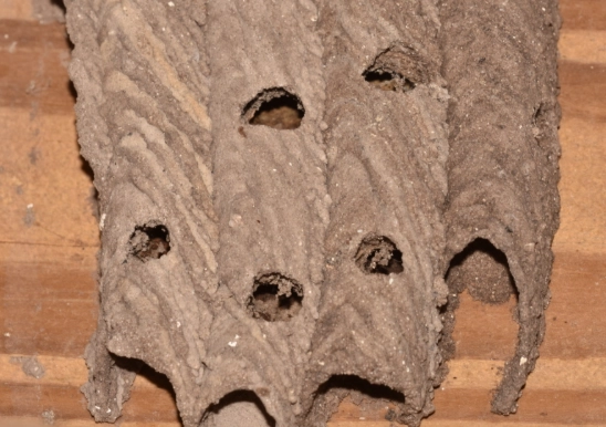 solitary insect identification