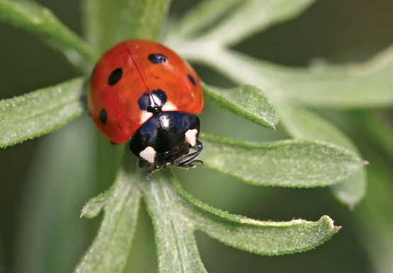 insect body parts insect body parts
