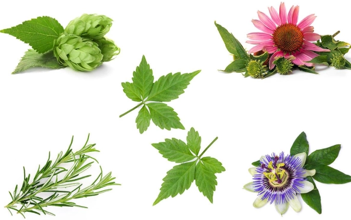 growing medicinal herbs