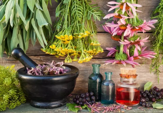 growing medicinal herbs