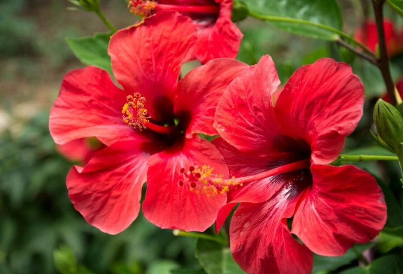 growing hibiscus in pots