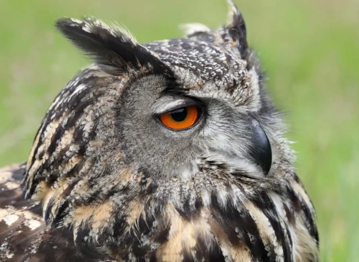 biological pest control