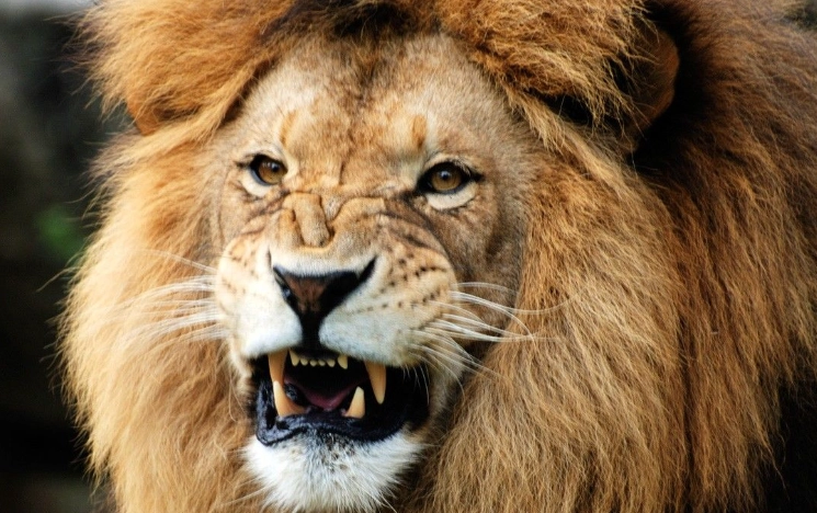 biological pest control