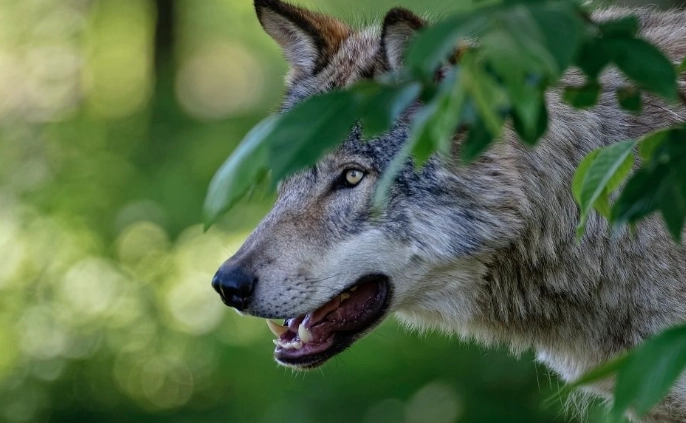 how to attract natural predators