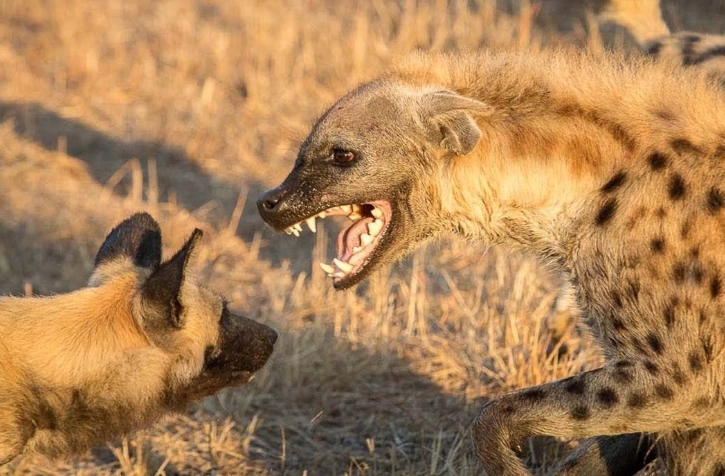 beneficial insects for garden