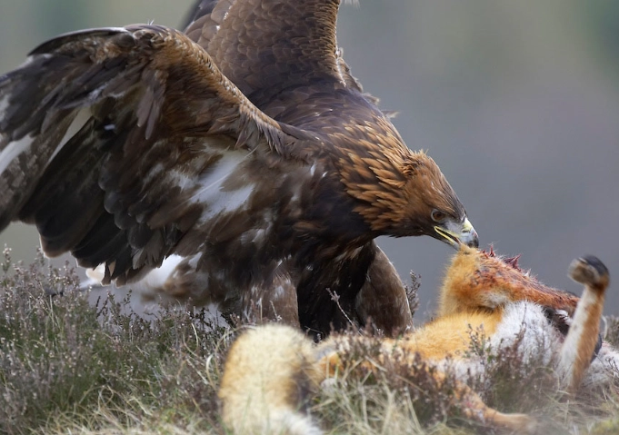 beneficial insects for garden