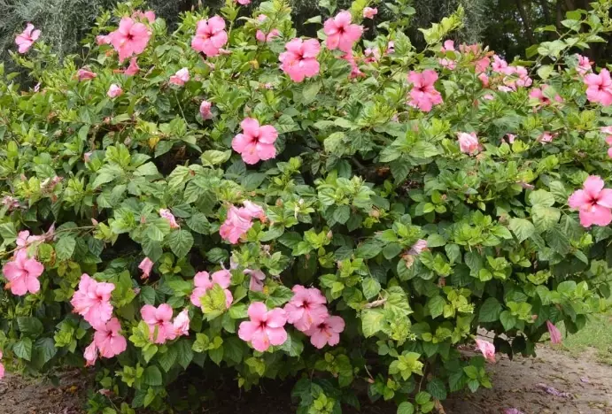 tropical hibiscus care