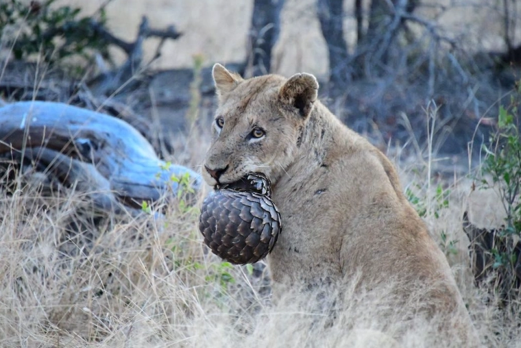 how to attract natural predators