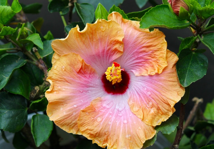 hibiscus plant problems