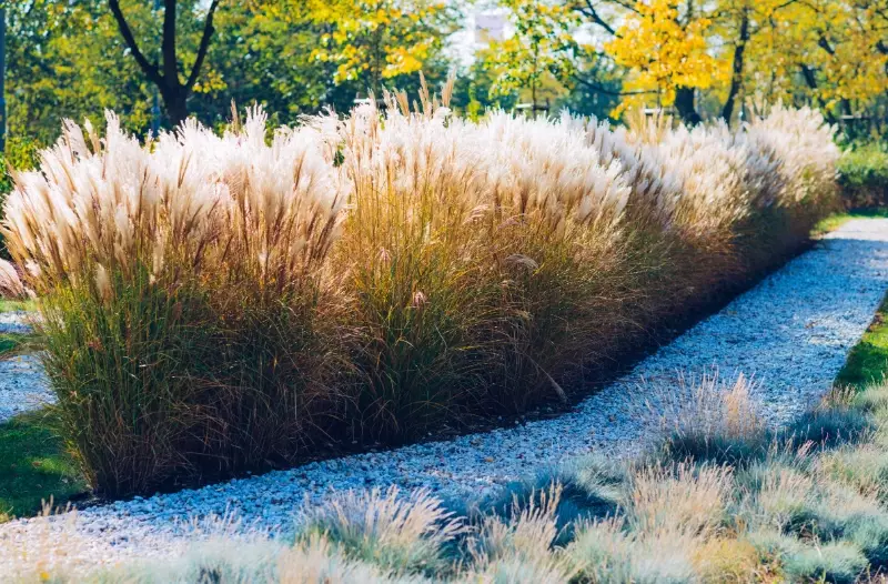 ornamental grasses for landscaping