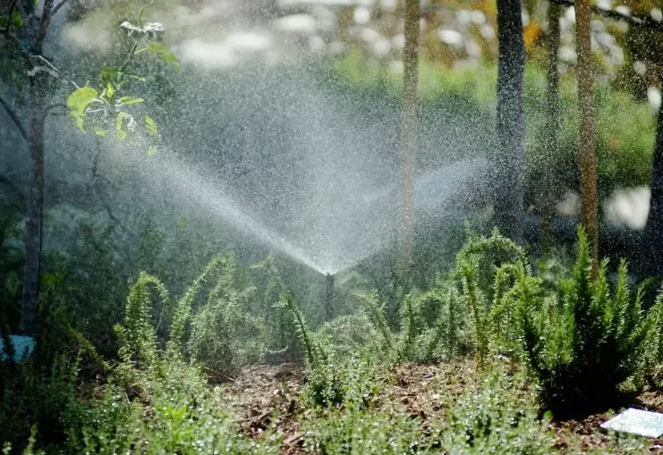 drought tolerant plants