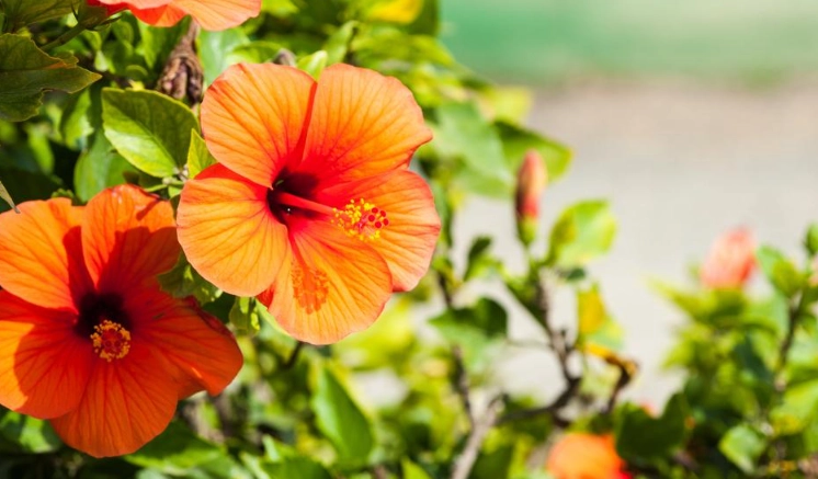 growing hibiscus in pots