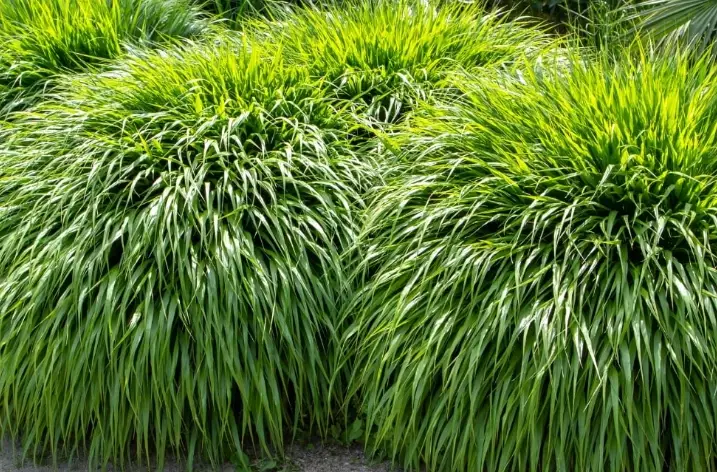 how to use ornamental grasses in garden