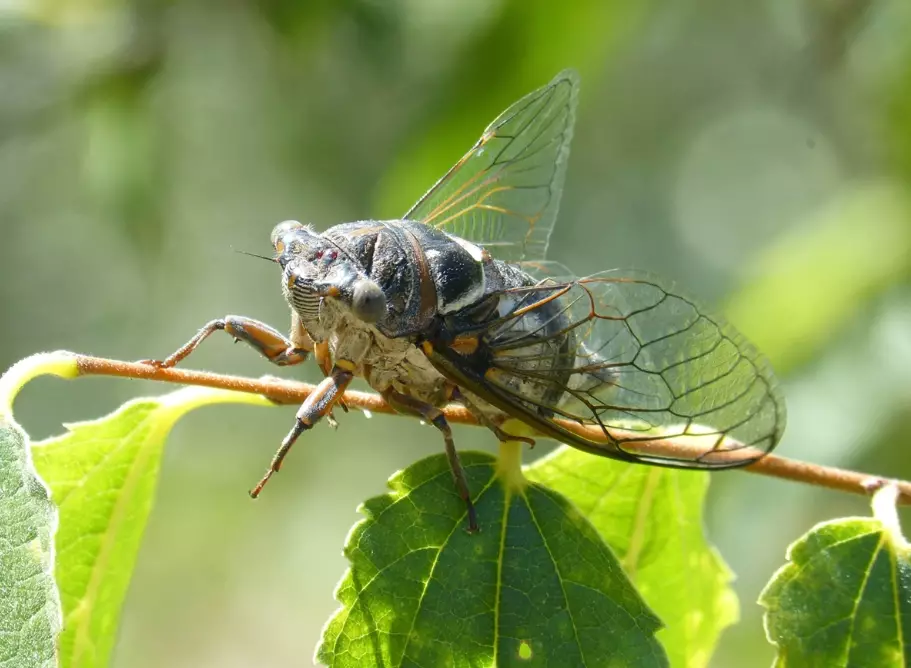 how to identify insect sounds how to identify insect sounds