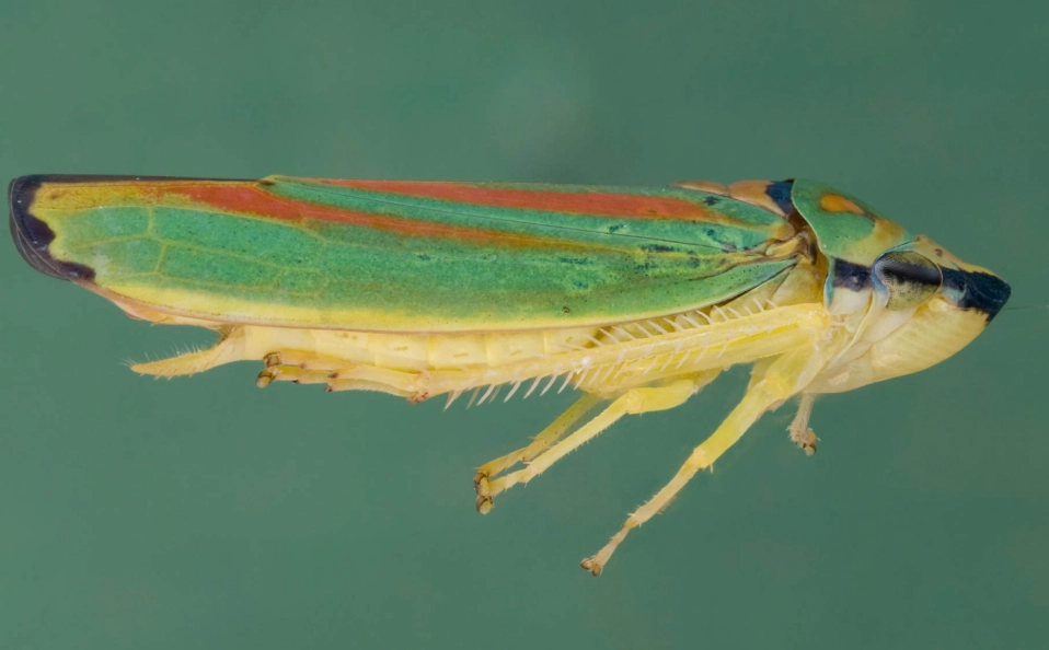 leafhopper identification
