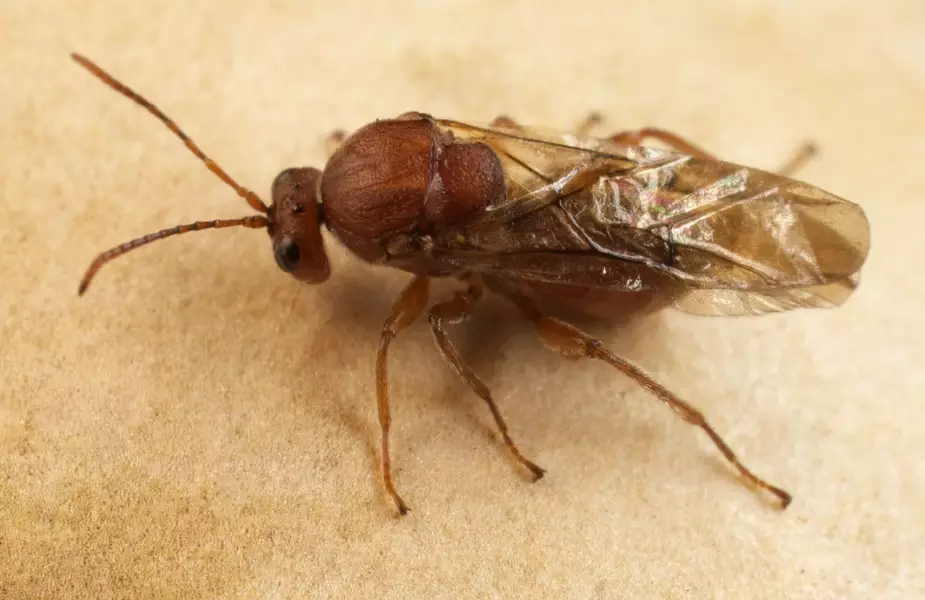 gall wasp identification