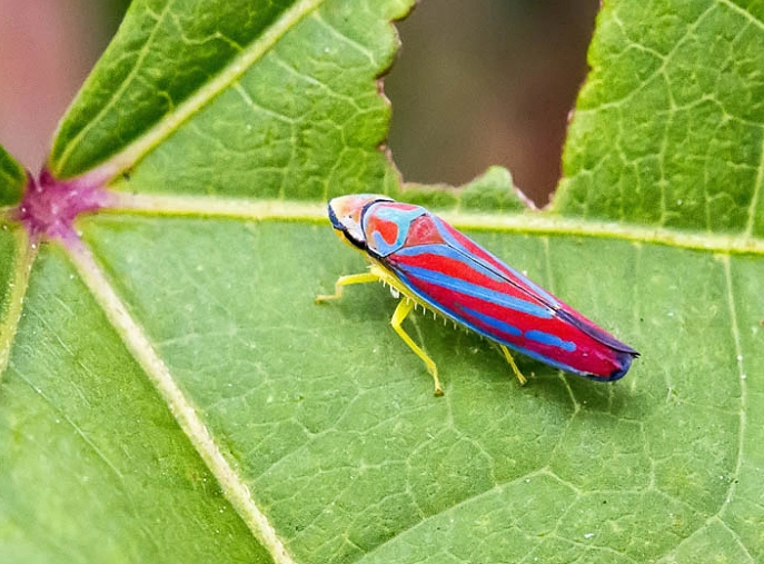 leafhopper identification