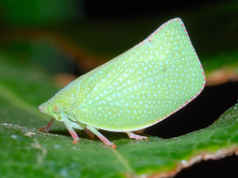 leafhopper damage symptoms