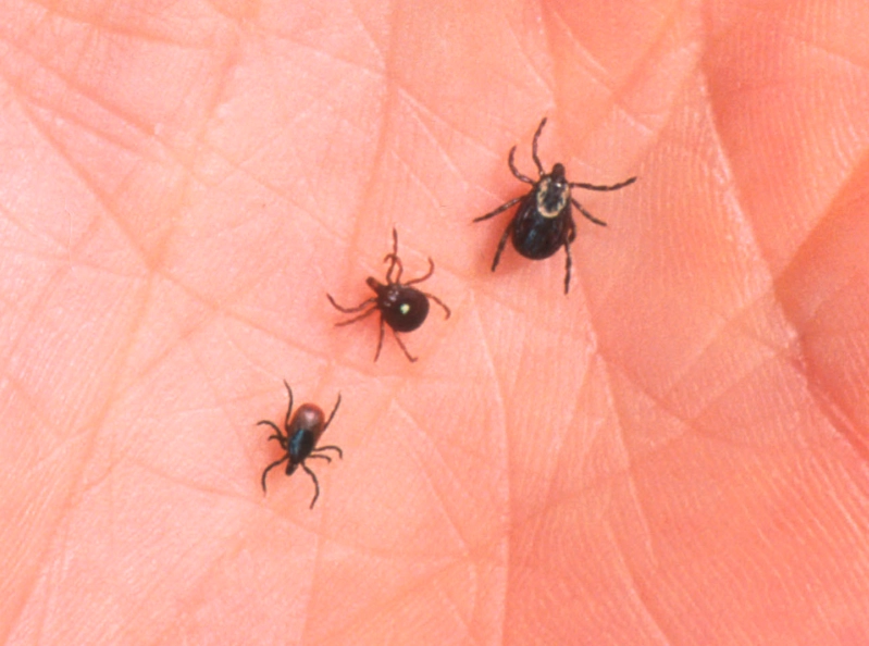 tick prevention