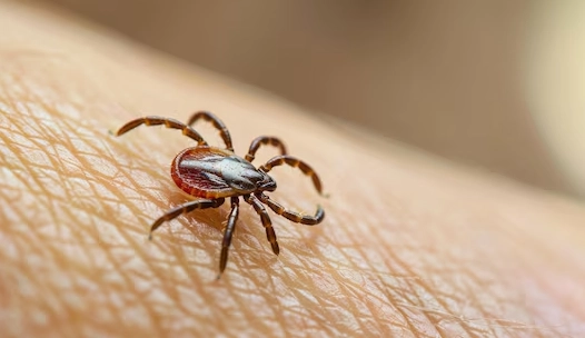 tick prevention