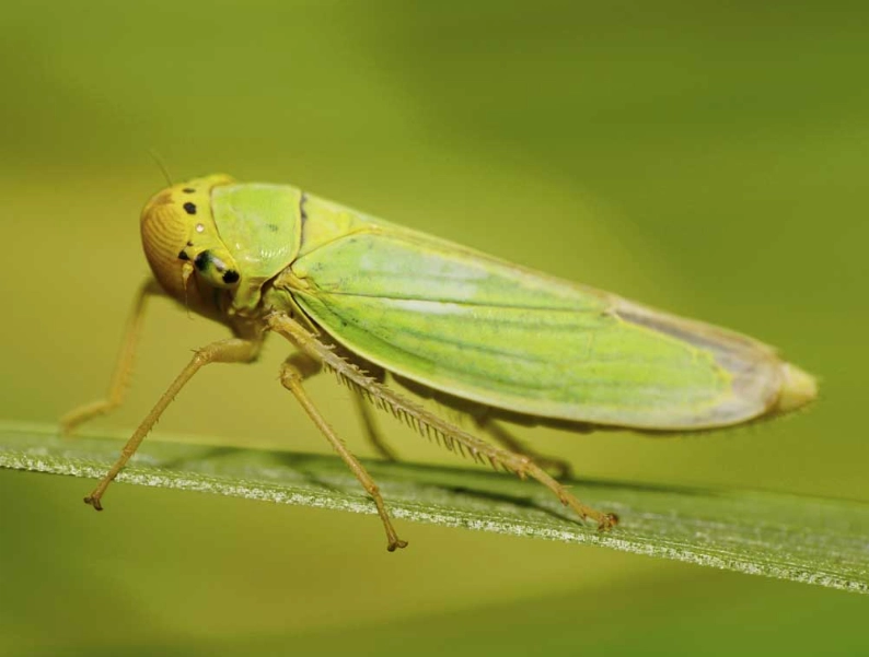 leafhopper damage symptoms