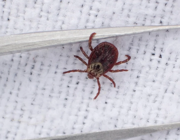 tick-borne diseases