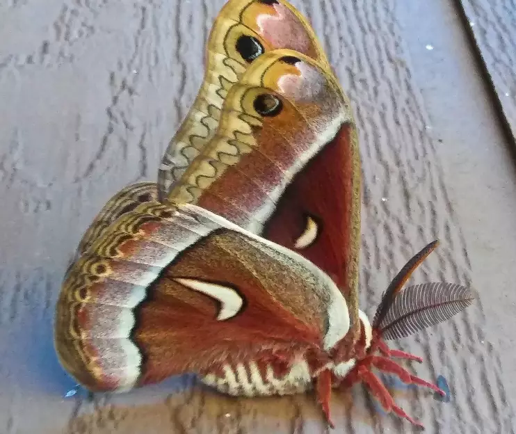 moth identification