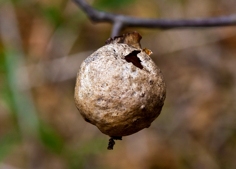 plant galls insects